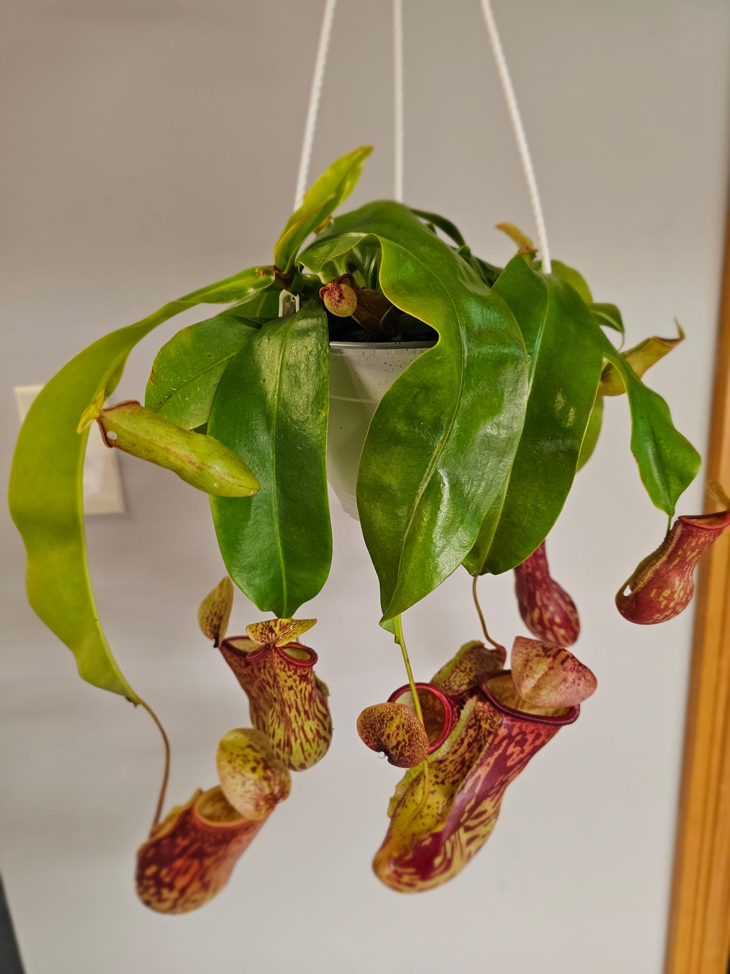 Gaya Pitcher Plant