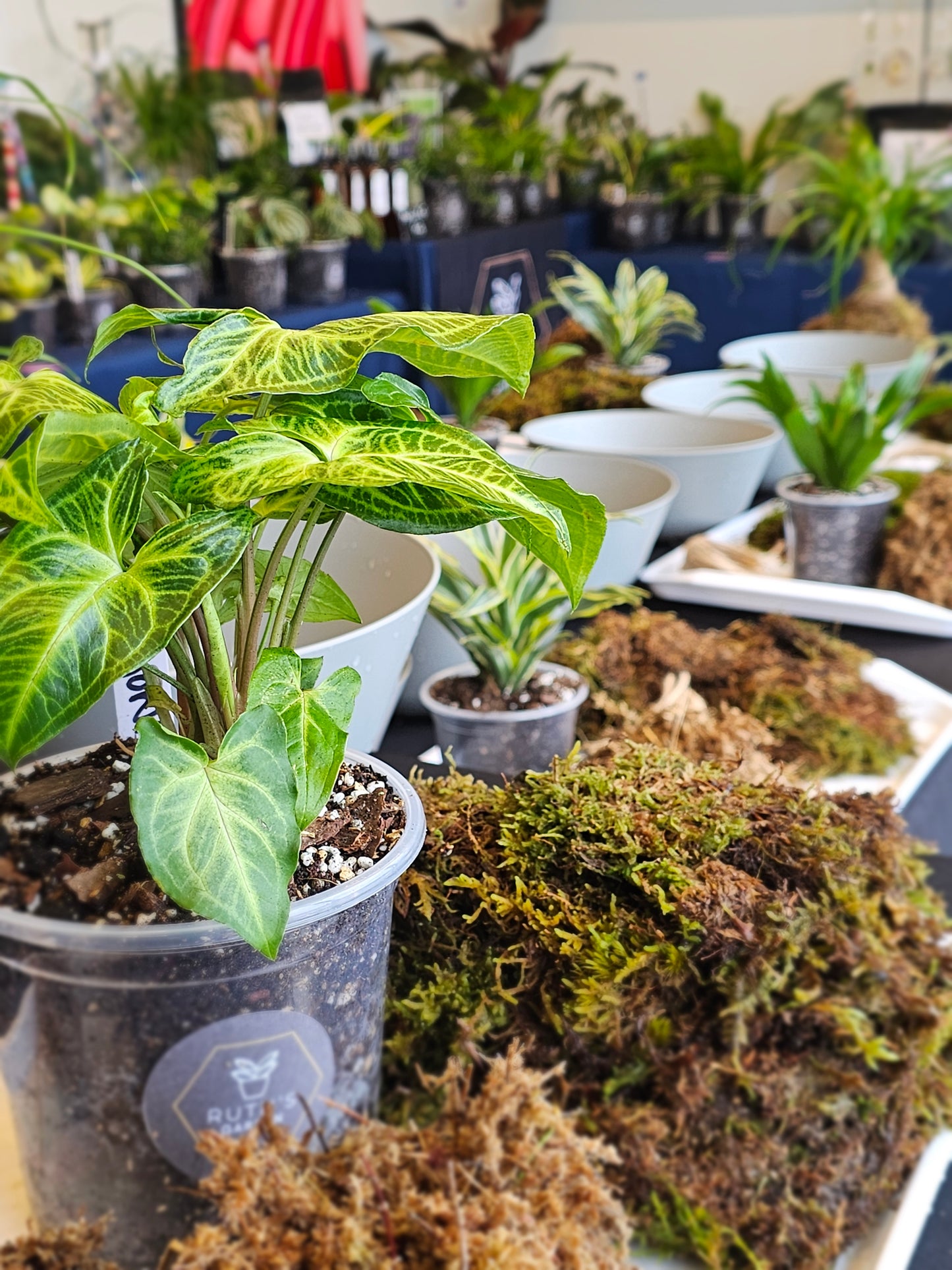 Next Date: 7/26 Kokedama & Me Workshop