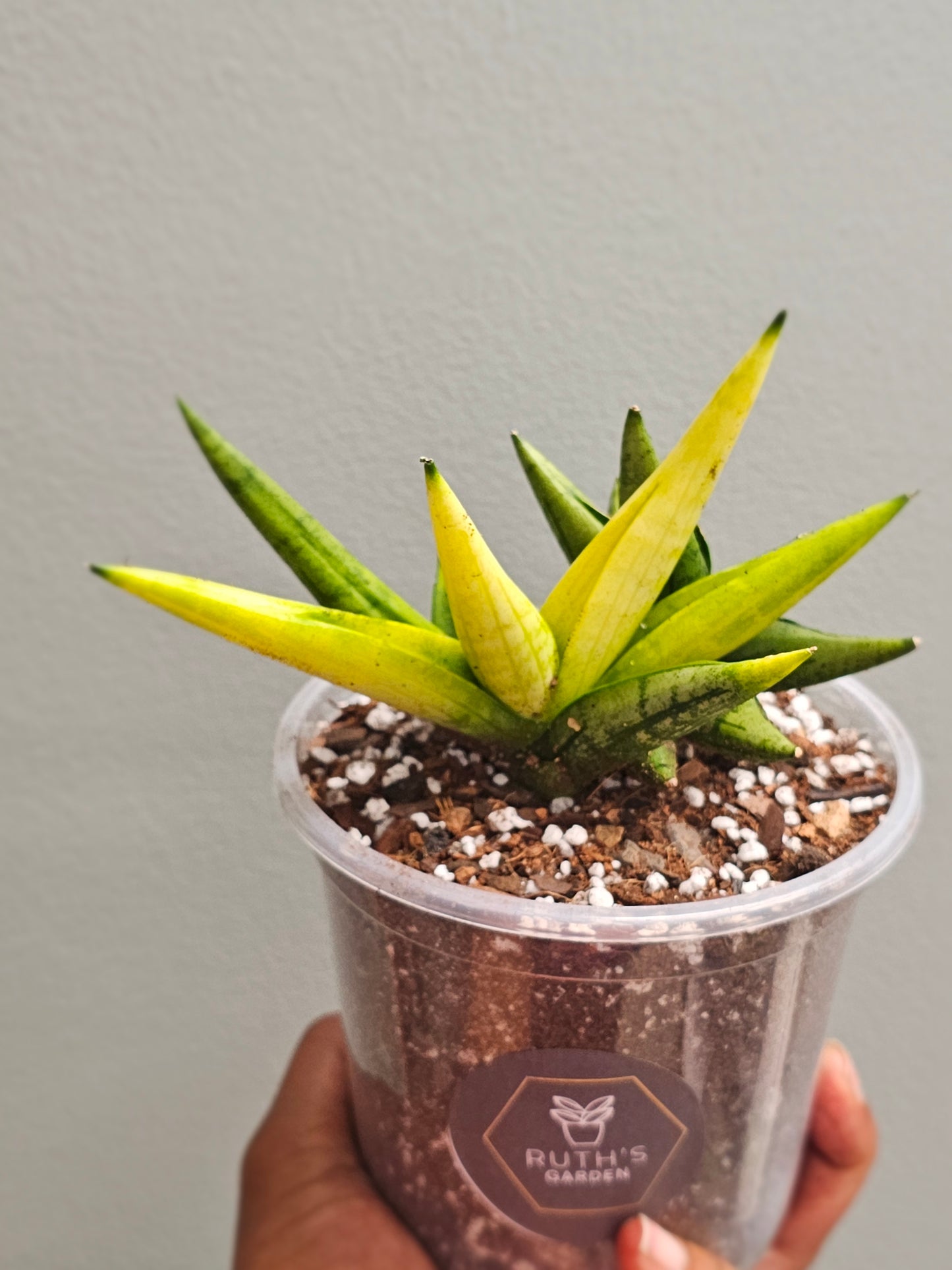 Sansevieria Boncel Swirl