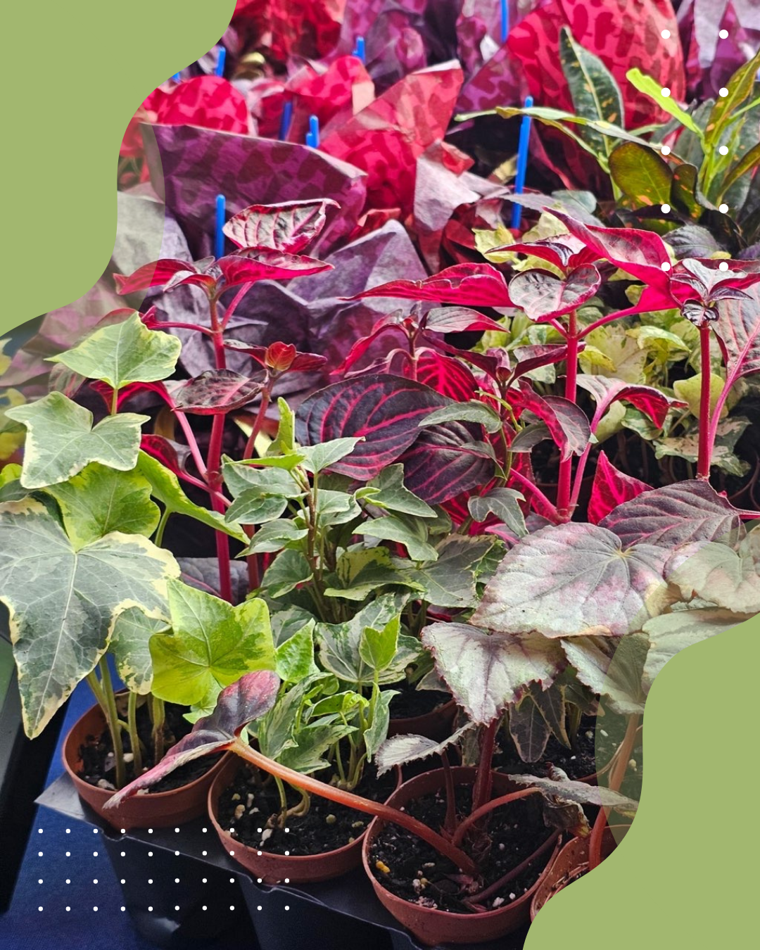 Crystals & Plants Workshop with Earth & Fire