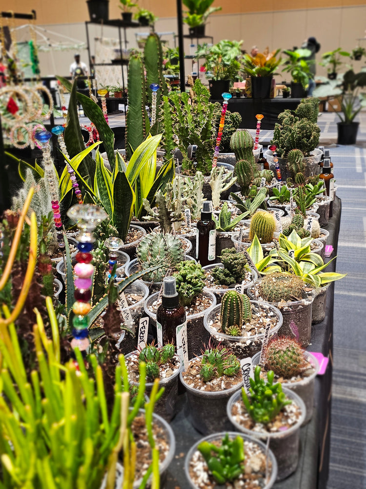 Where is Ruth's Garden?