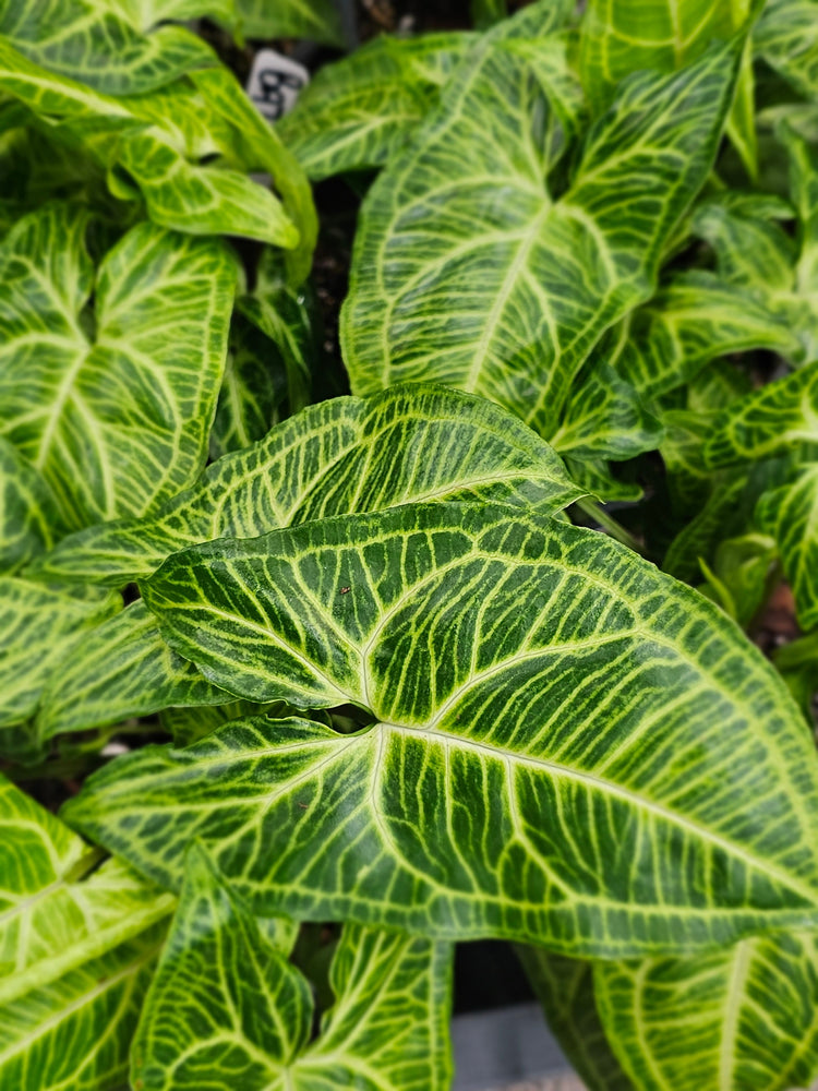 Tropical Foliage
