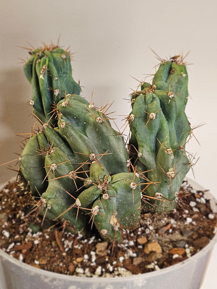 Cacti & Succulents
