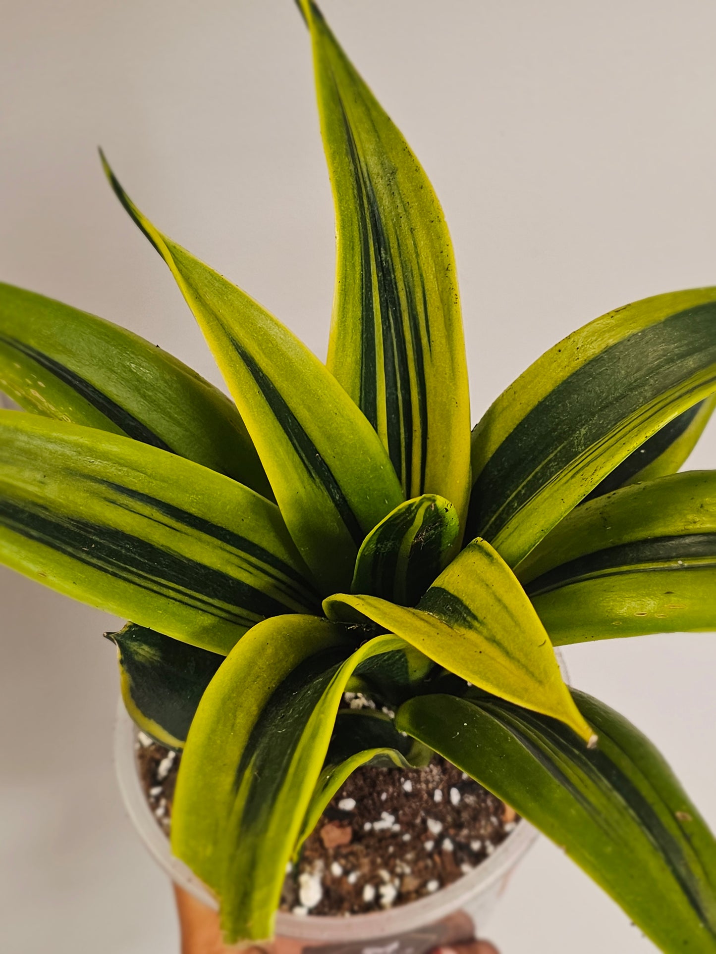 Sansevieria Golden Flame