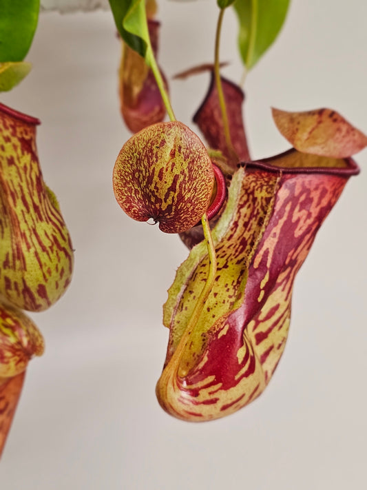 Gaya Pitcher Plant