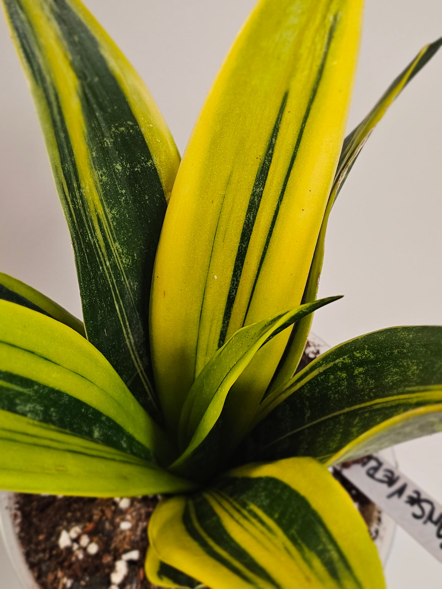 Sansevieria Golden Flame