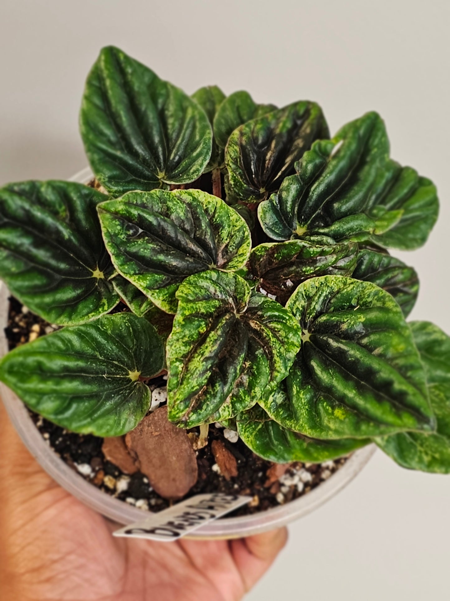 Peperomia Buenos Aires