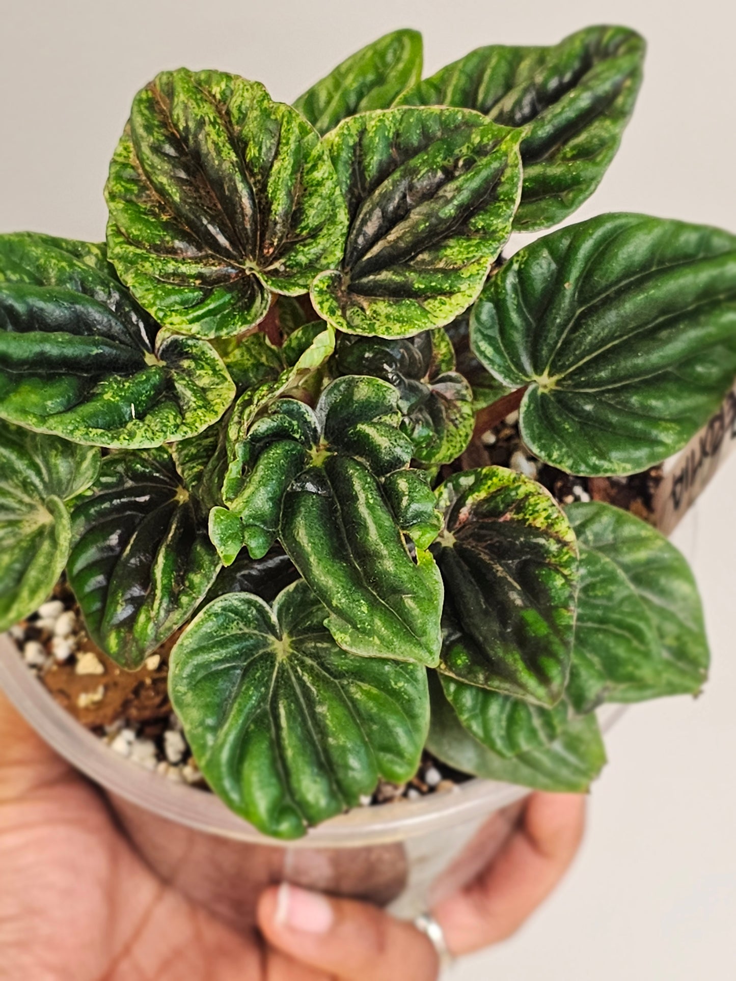 Peperomia Buenos Aires