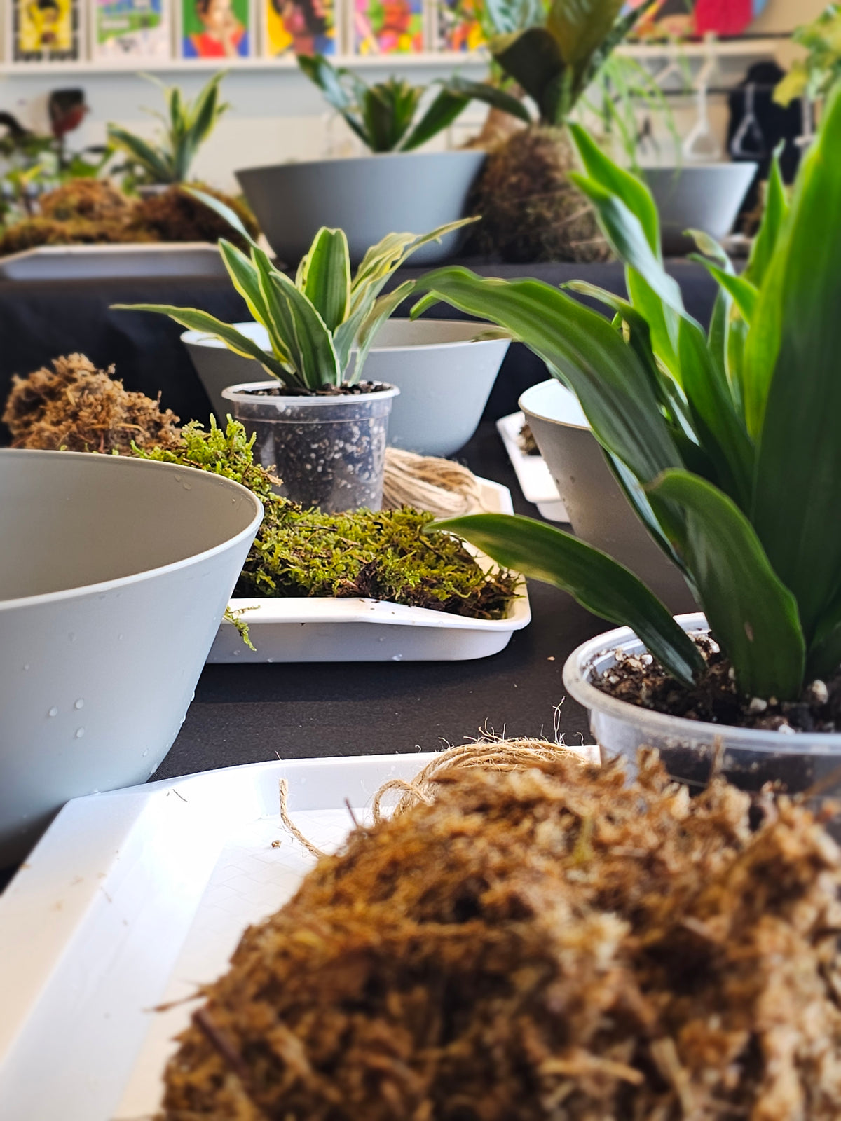 Kokedama & Me Workshop 11/1