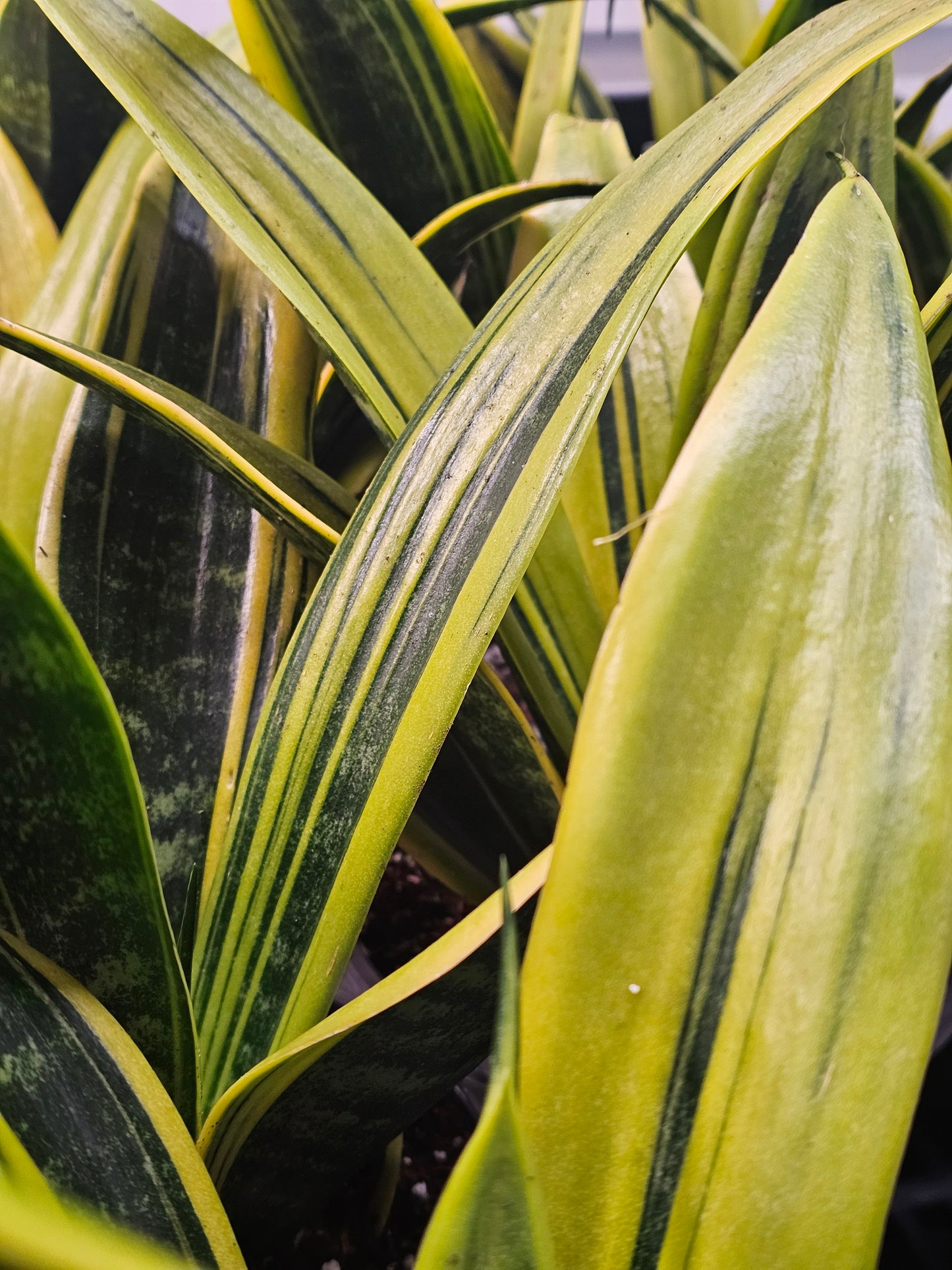 Sansevieria Golden Flame