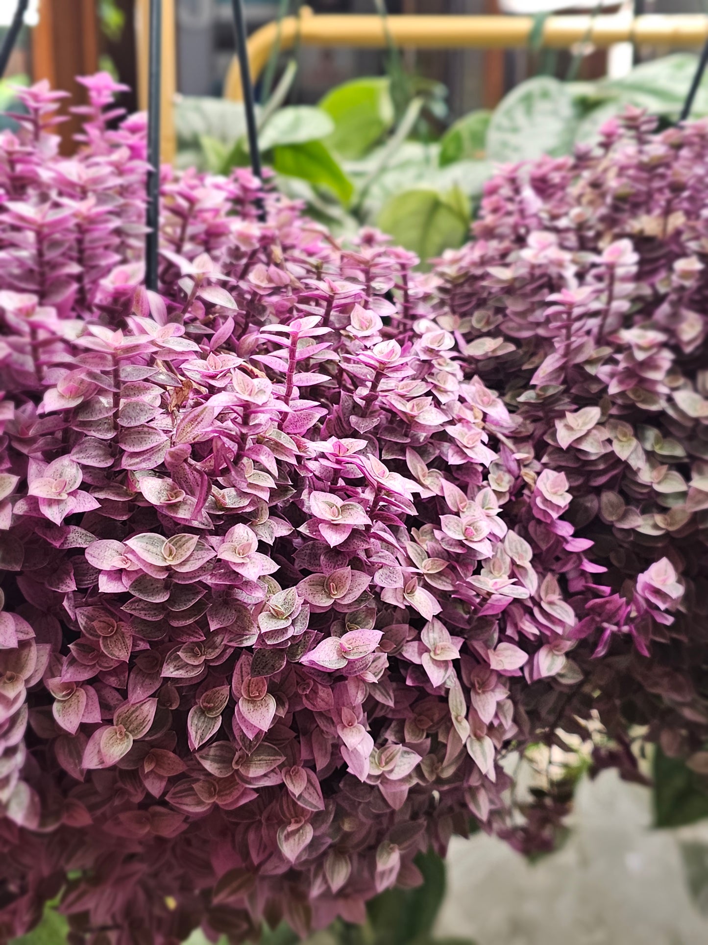 Callisia Pink Panther