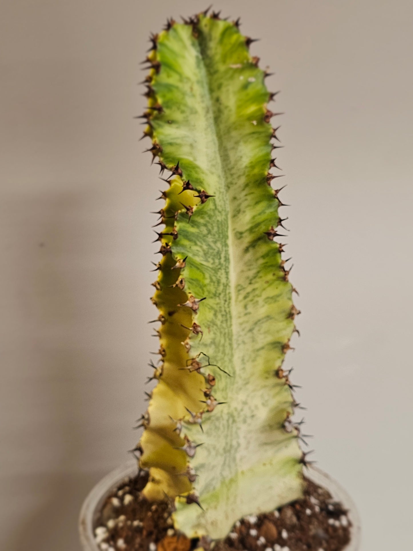 African Golden Candelabra