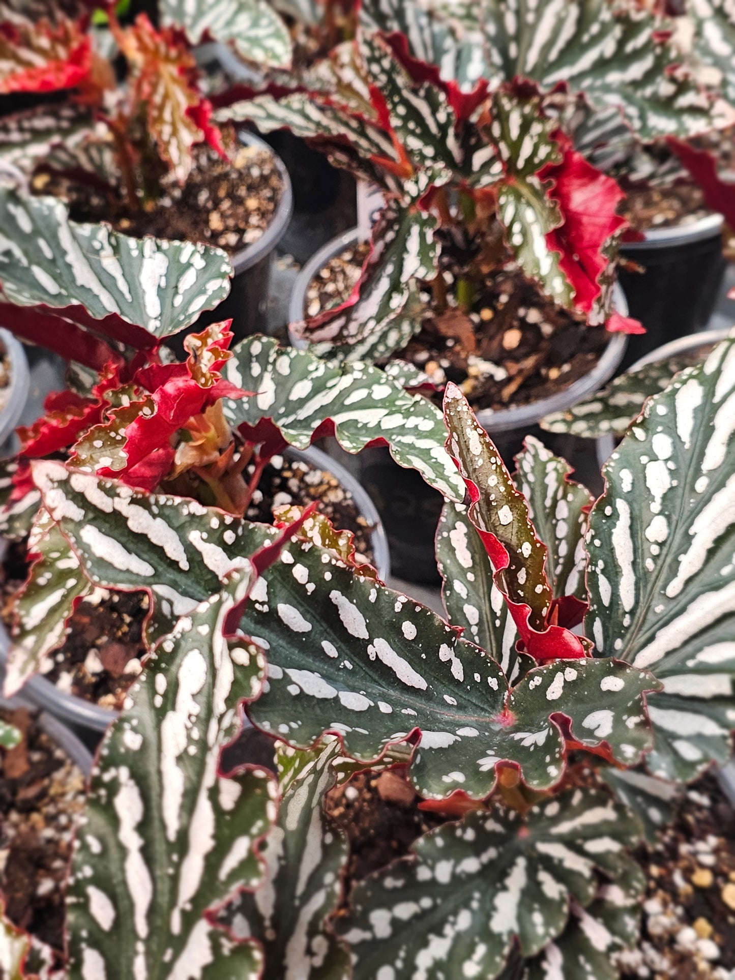 Begonia Spotlight Dark
