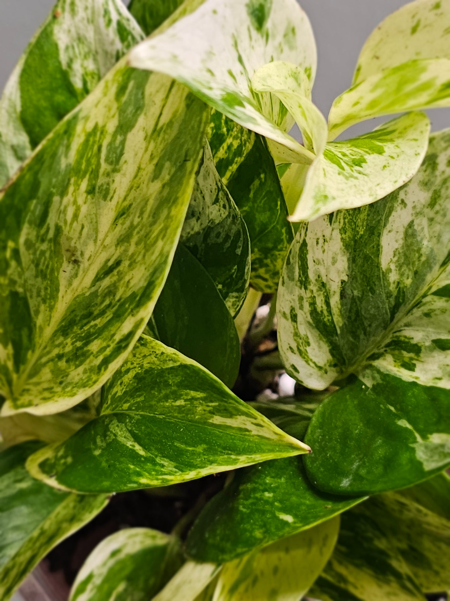 Pothos Marble Queen