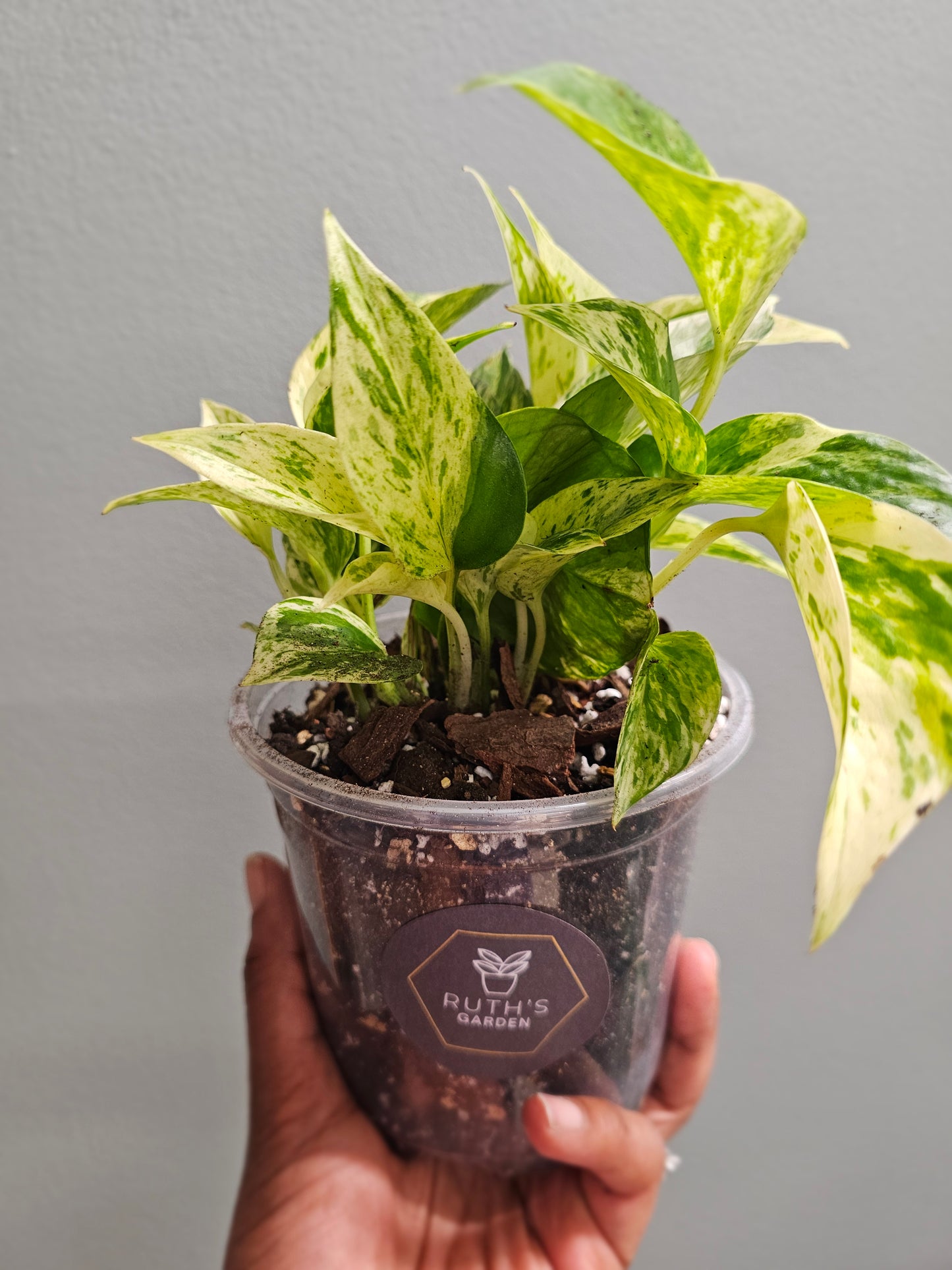 Pothos Marble Queen