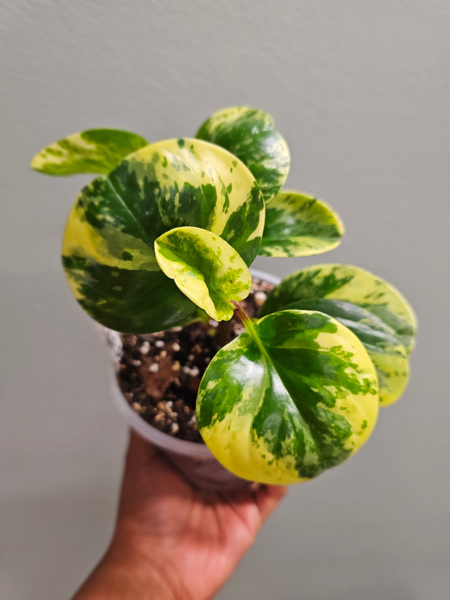 Peperomia Marble