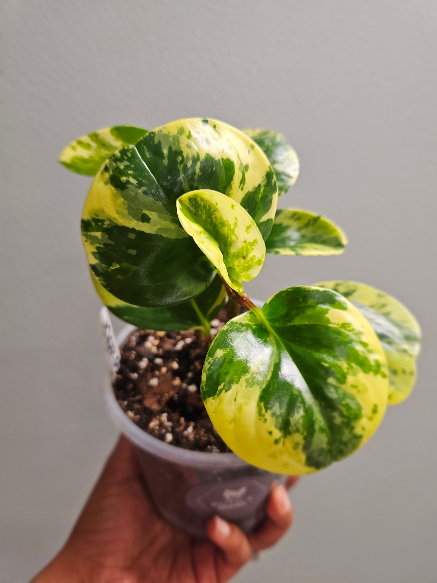 Peperomia Marble