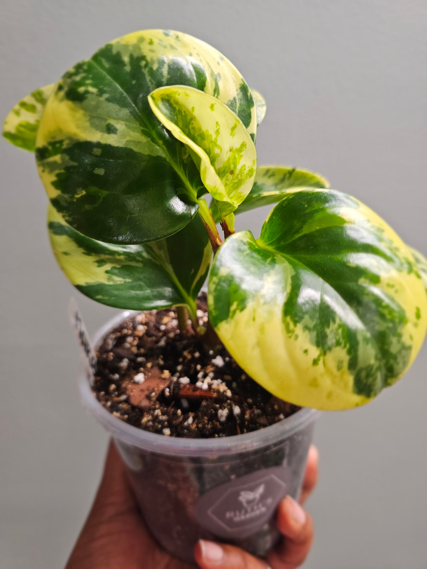 Peperomia Marble