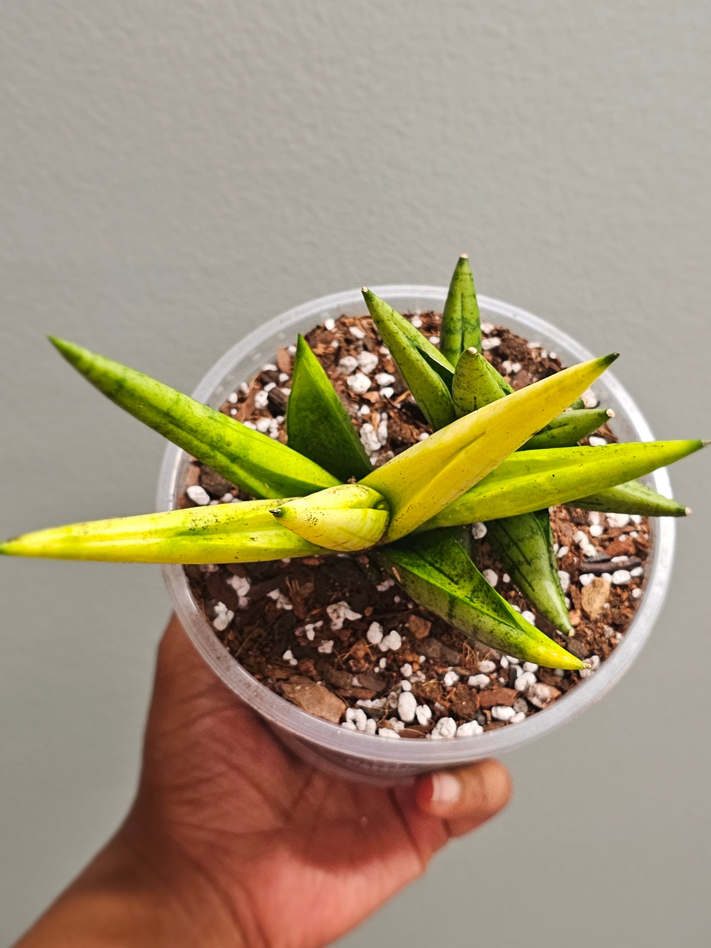 Sansevieria Boncel Swirl
