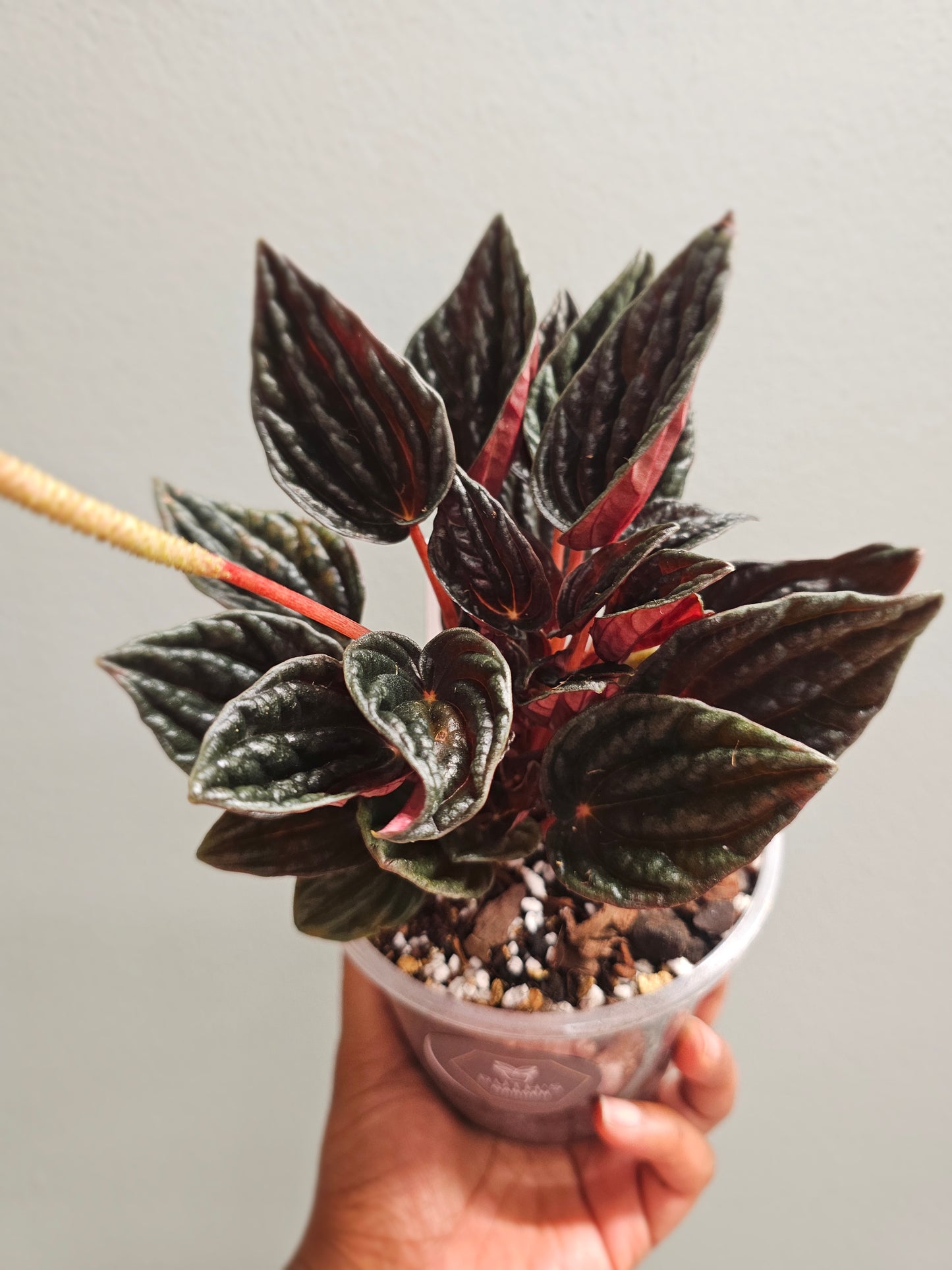 Peperomia Montevideo
