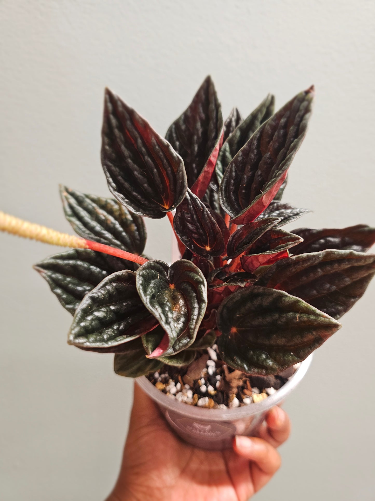 Peperomia Montevideo