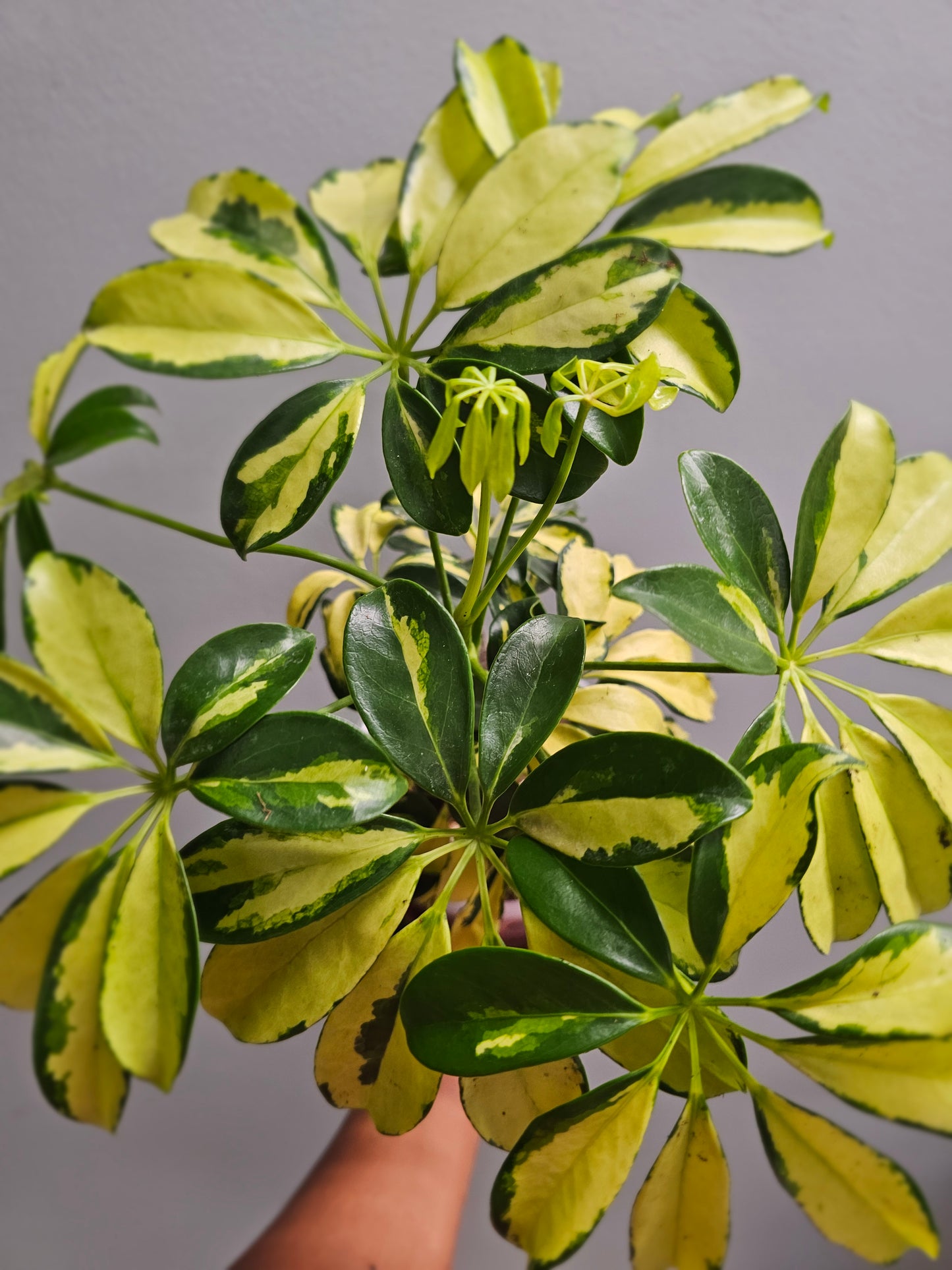 Schefflera Variegated Umbrella Tree