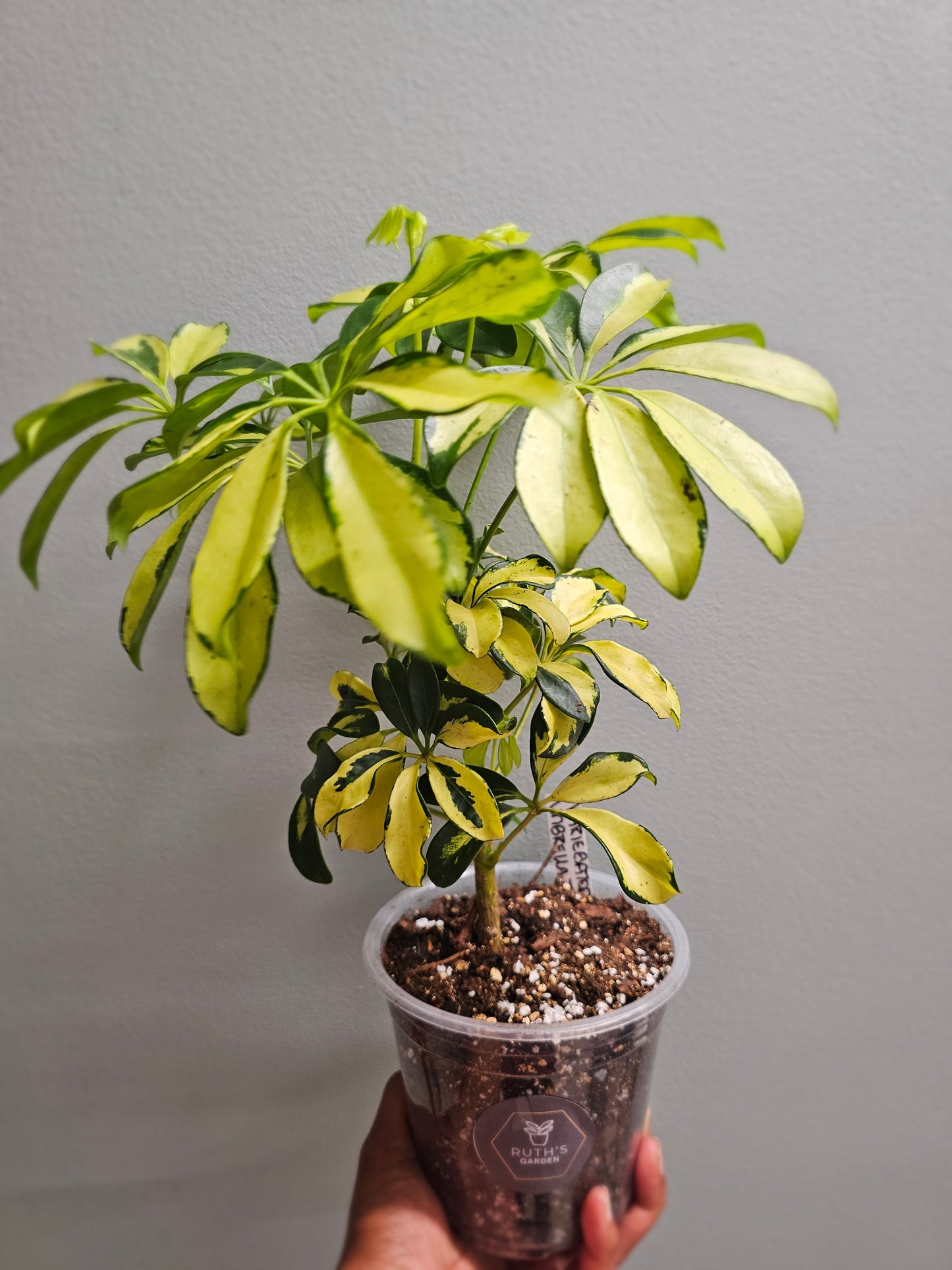 Schefflera Variegated Umbrella Tree
