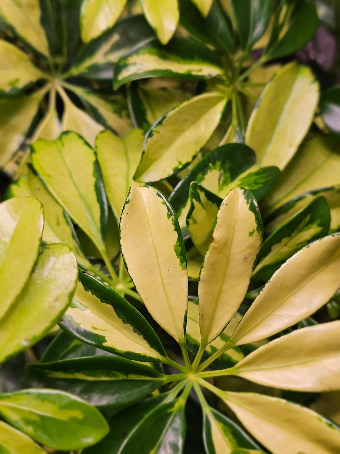 Schefflera Variegated Umbrella Tree