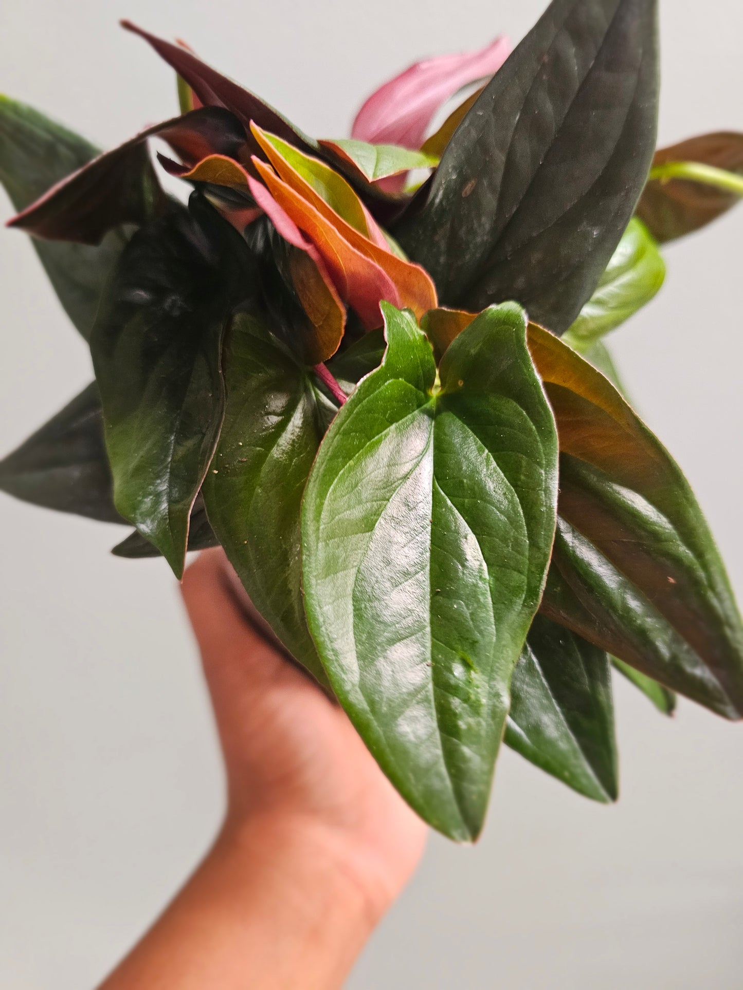 Syngonium Red Arrow