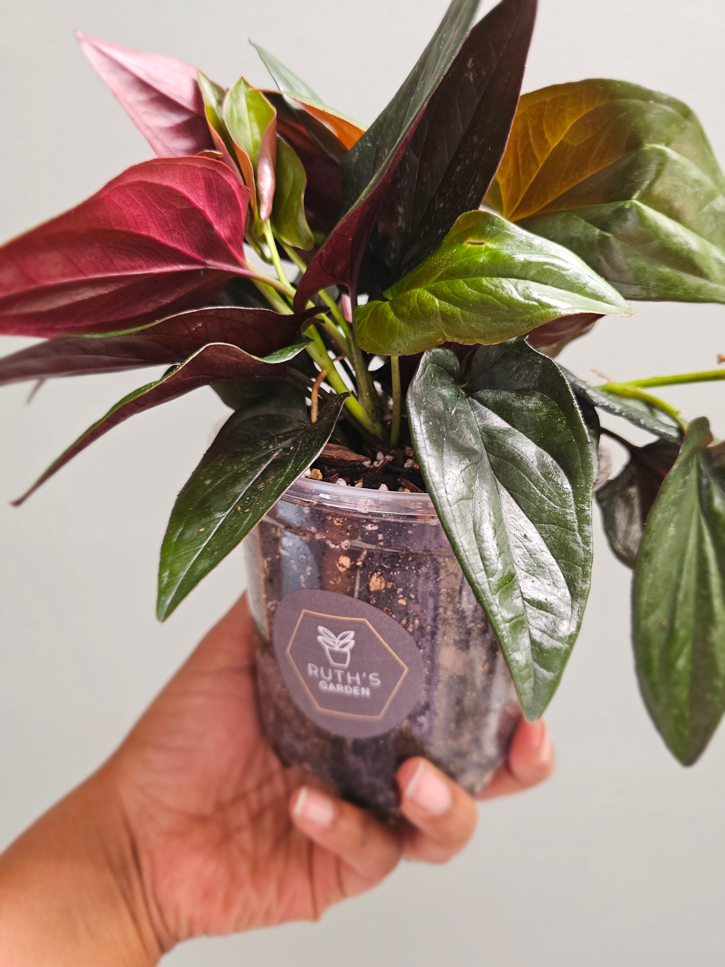 Syngonium Red Arrow