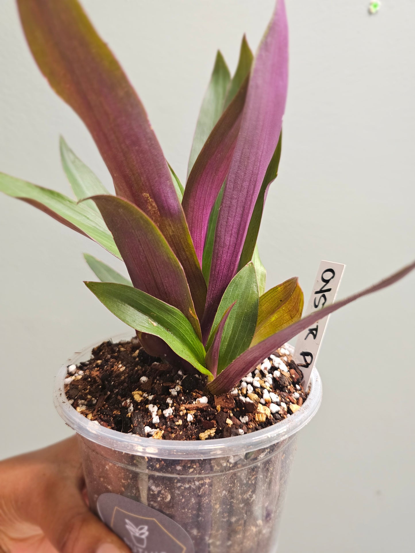 Oyster Plant