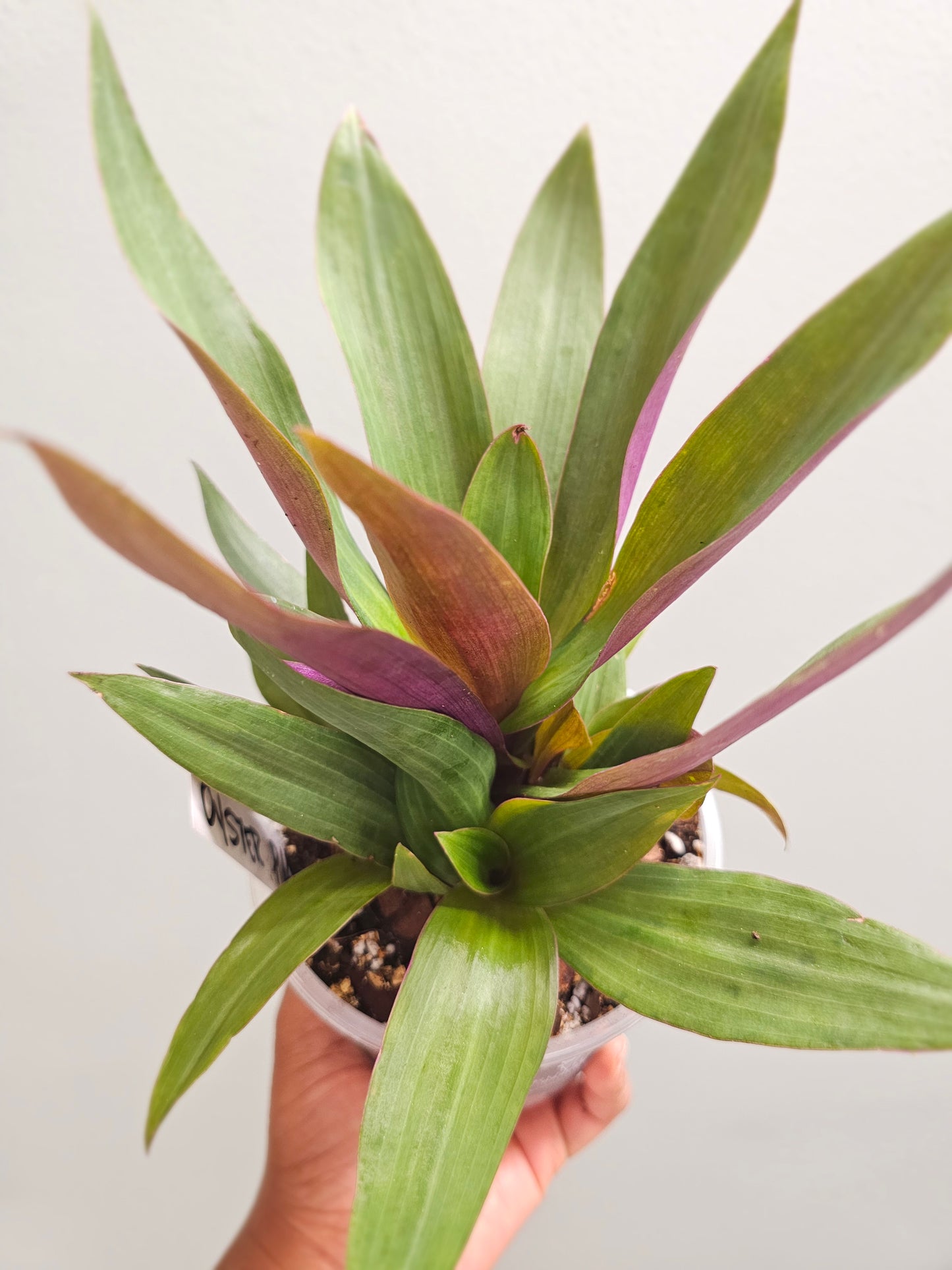 Oyster Plant