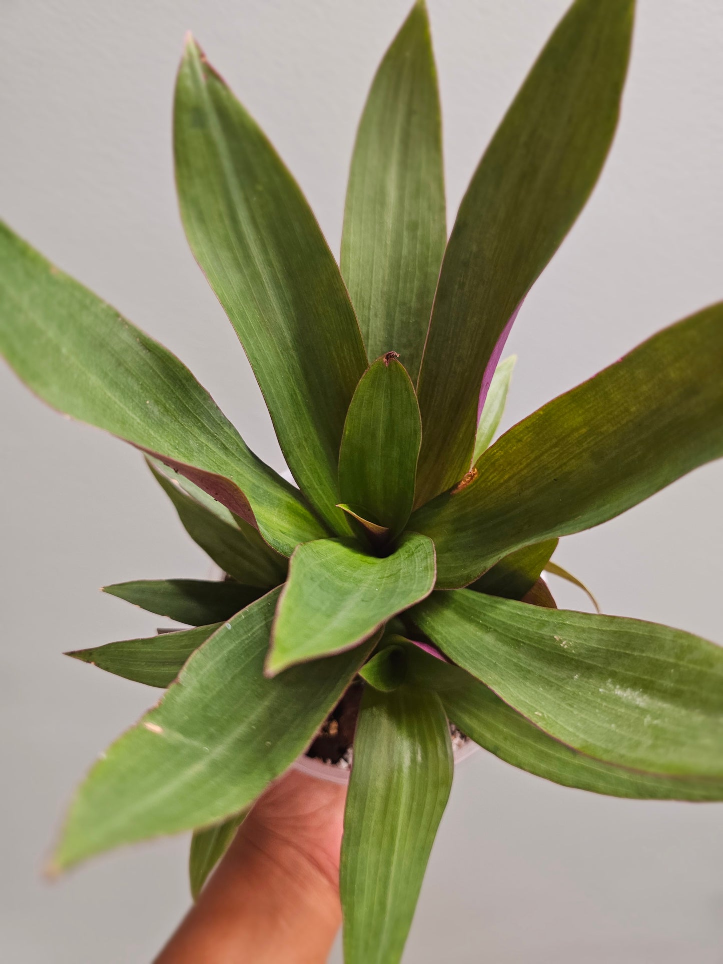 Oyster Plant