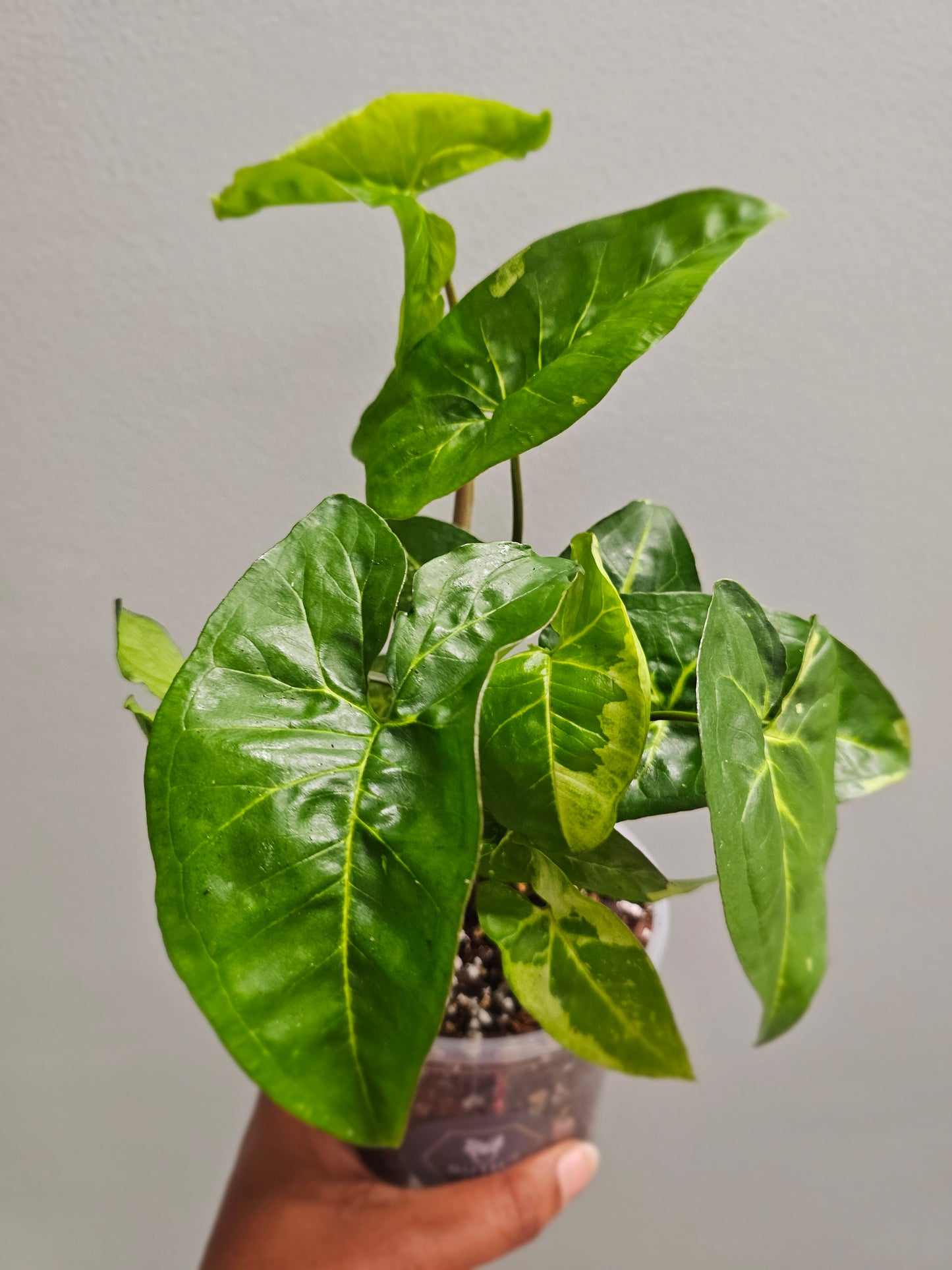 Syngonium Panda Galaxy