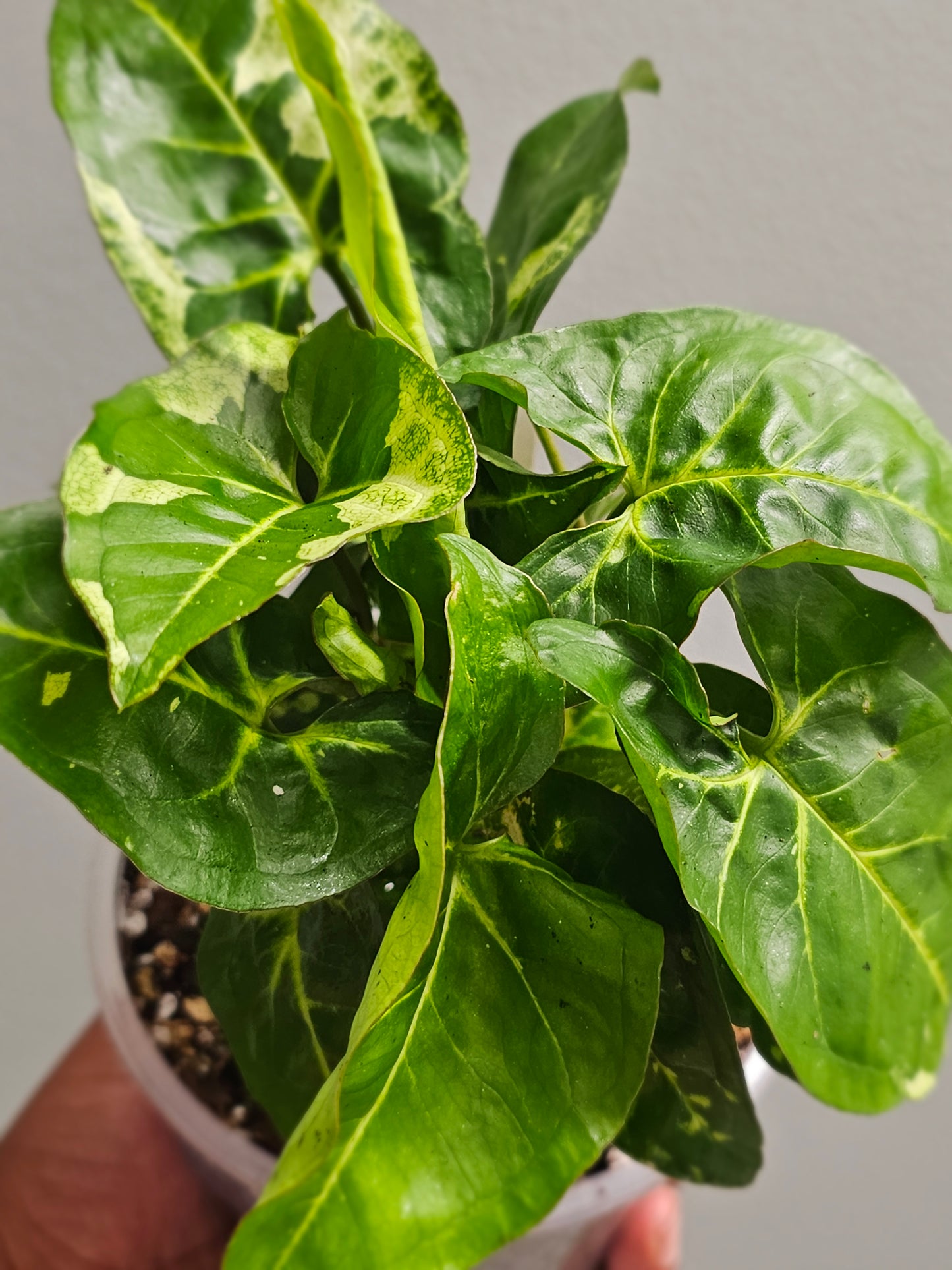 Syngonium Panda Galaxy