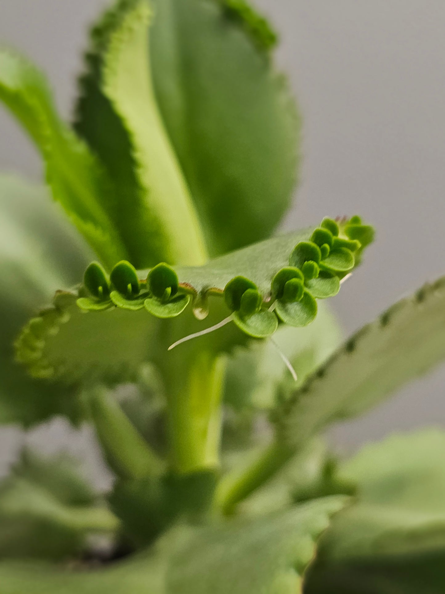 Kalanchoe Mother of 1000