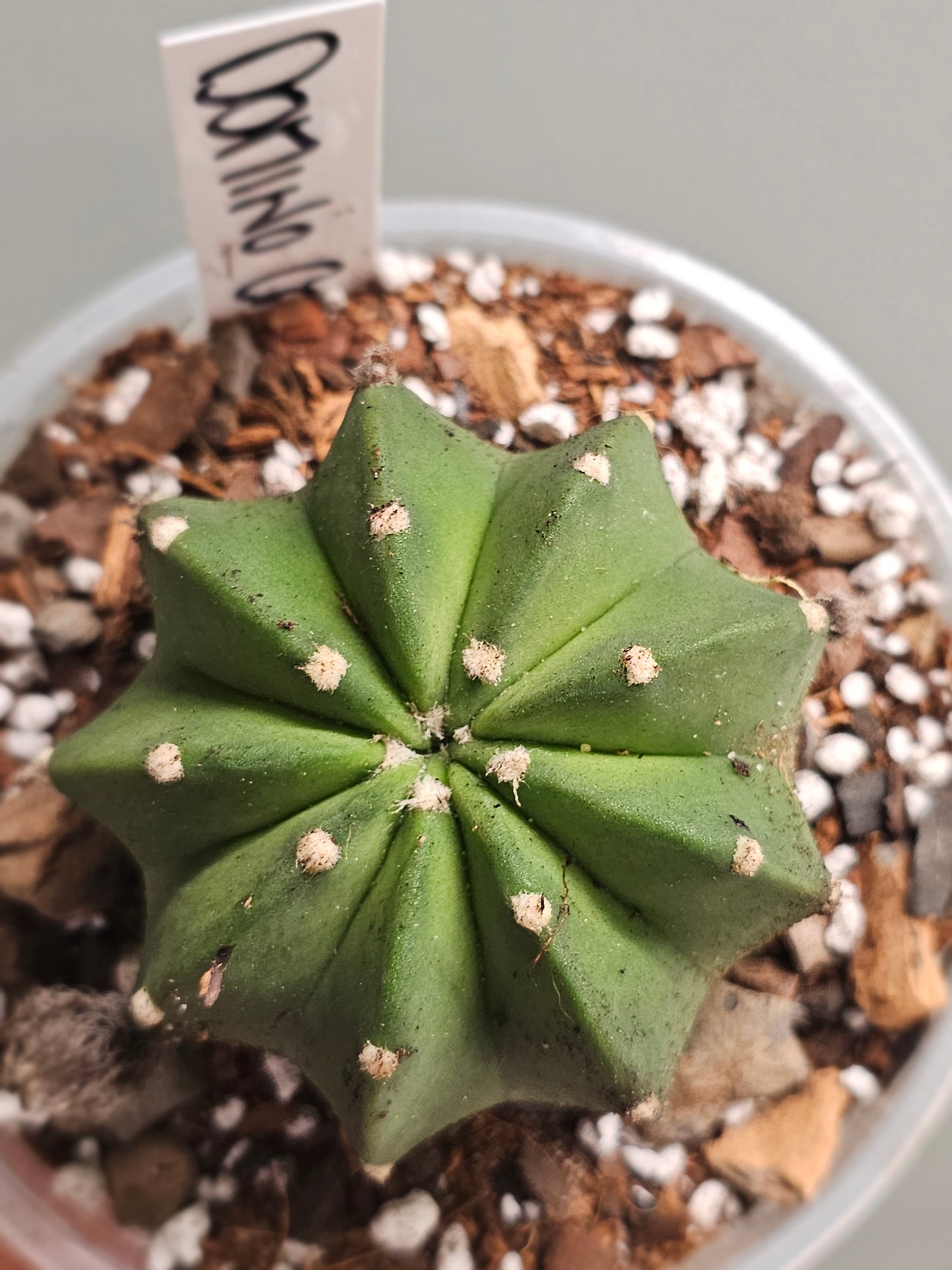 Domino Cactus