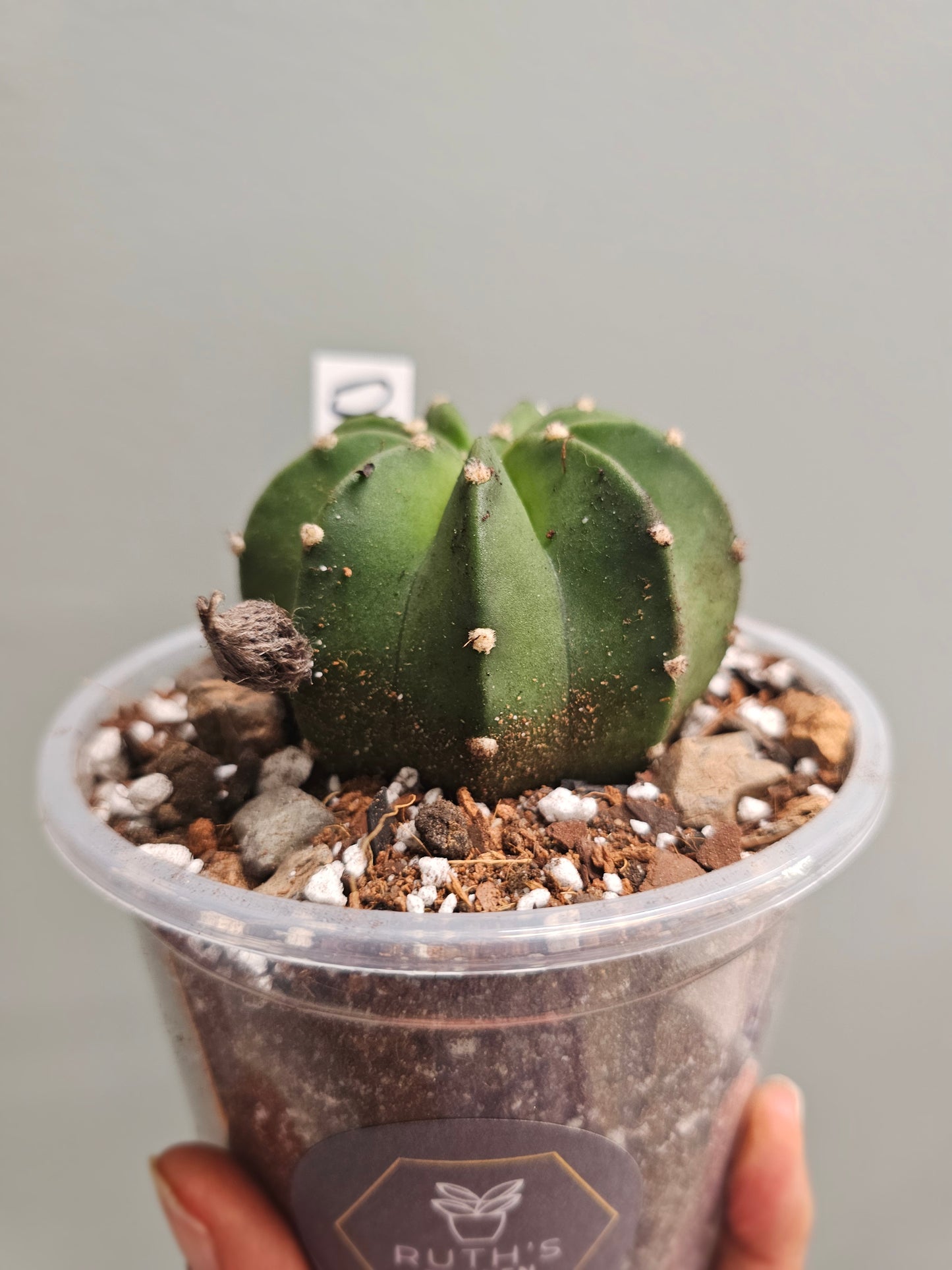 Domino Cactus