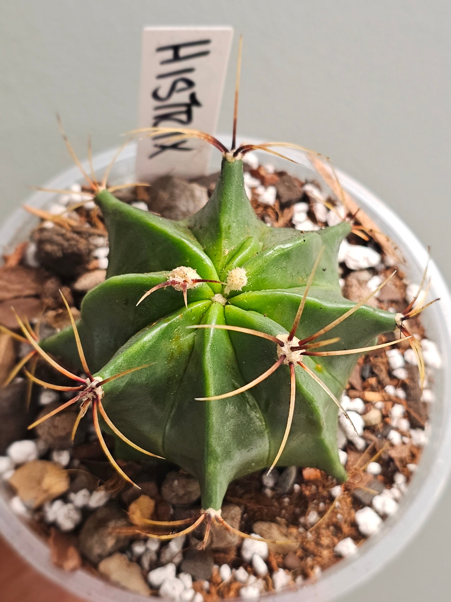 Ferocactus Histrix