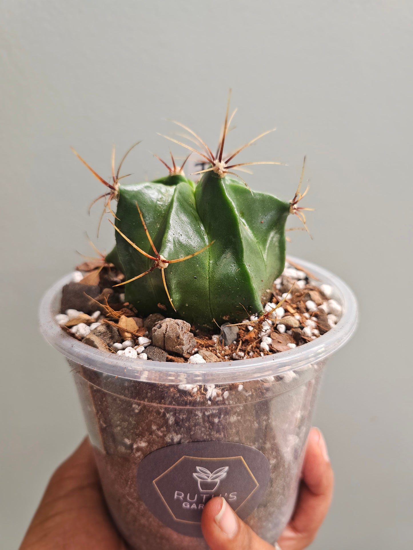 Ferocactus Histrix