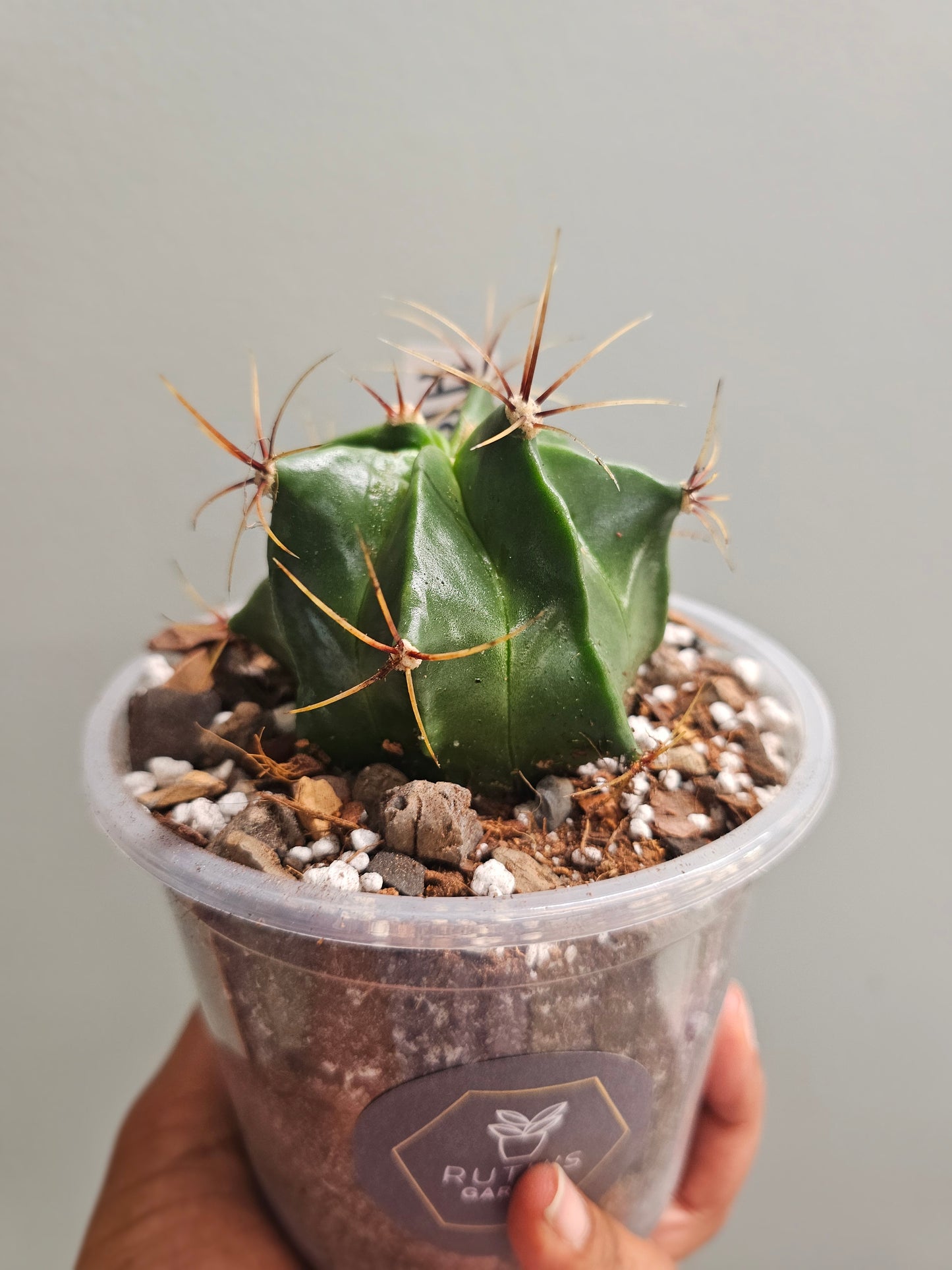 Ferocactus Histrix