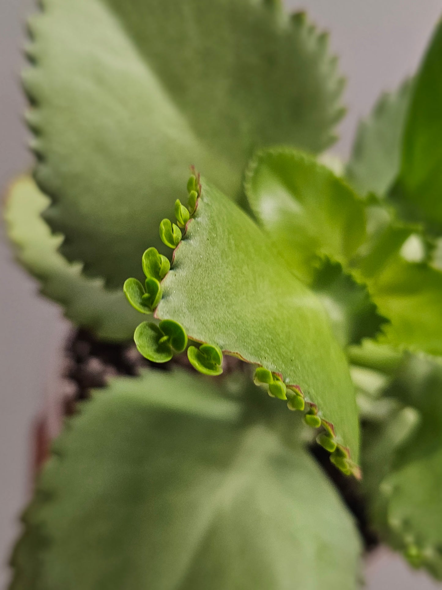 Kalanchoe Mother of 1000