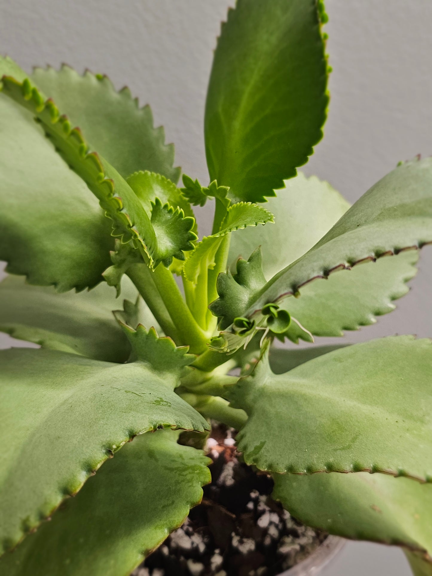 Kalanchoe Mother of 1000