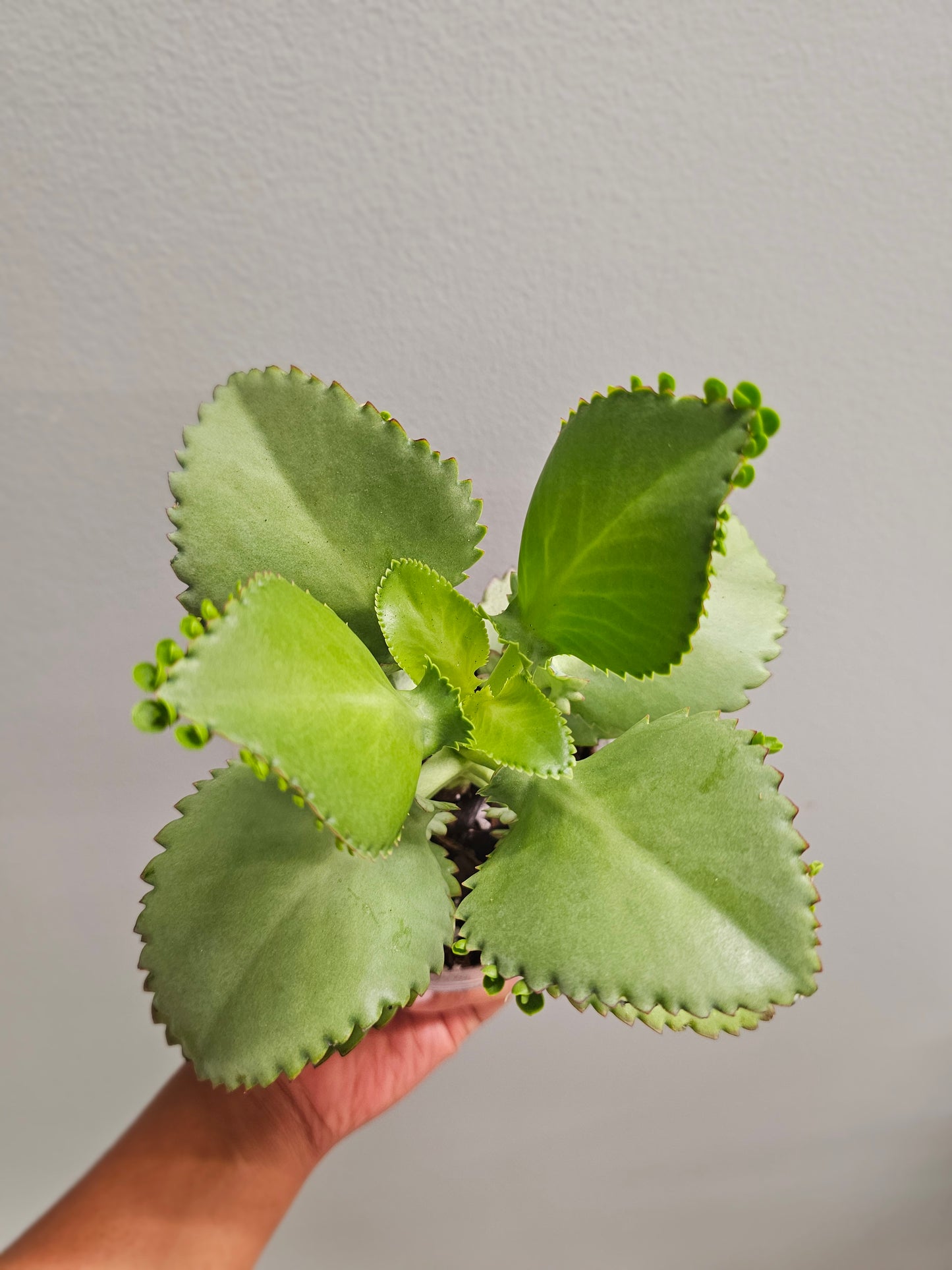 Kalanchoe Mother of 1000