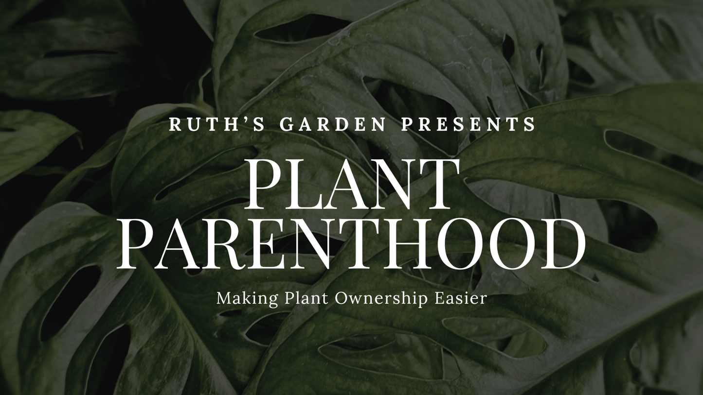 Plant Parenthood Series: Plant Care 101